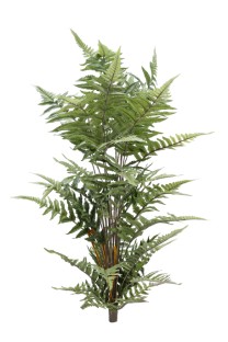 Mexican fern  95cm   6/24