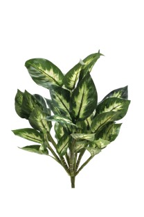 Dieffenbachia bush golden   60cm   12/96