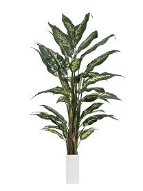 Dieffenbachia  135cm   4/16