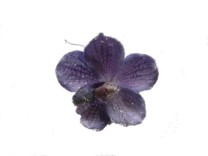 Iced Vanda Orchid flower head (box of 12 pcs)