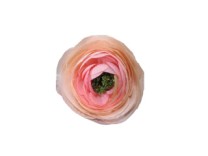 Ranunculus 7cm   pink   36/720