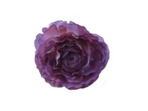 Renoncule flower head  diam7cm   purple