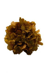 Hydrangea flower head   15cm   12/72