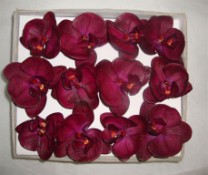 Box phalaenopsis  flower head x12 dk purple 1/12