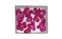 Box phalaenopsis  flower head x12 fushia 1/12