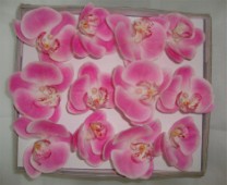 Box phalaenopsis  flower head x12 ht pink 1/12