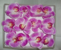 Box phalaenopsis  flower head x12 lavender 1/12