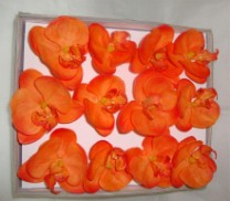 Box phalaenopsis  flower head x12 orange 1/12