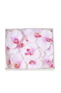 Box phalaenopsis  flower head x12 white pink 1/12