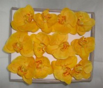 Box phalaenopsis  flower head x12 yellow  1/12