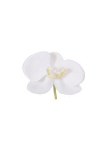 Phalaeno Flower head (nat touch) 9cm white 24/288