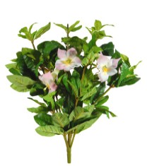 Datura bush x145lvs/6flrs 54cm   pink/cream   6/48