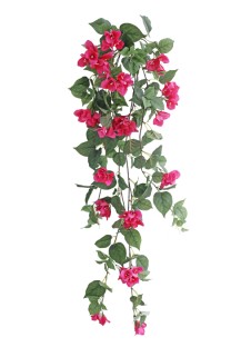 Bougainvillea hanging bush x70fl,170lvs 105cm 8/80