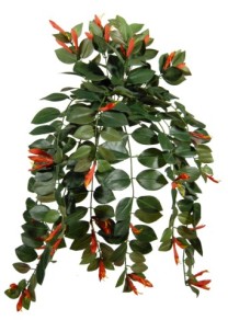 Columnea hanging x296lvs x49flrs 65cm flame 12/72