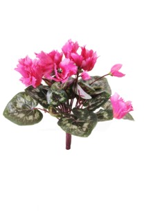 Cyclamen bush 36lvs 9fls 5buds 34cm  cerise 12/144