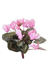 Cyclamen bush 36lvs 9fls 5buds 34cm pink 12/144