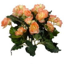 Begonia bush 30cm x54lvsx72fls  peach   6/72