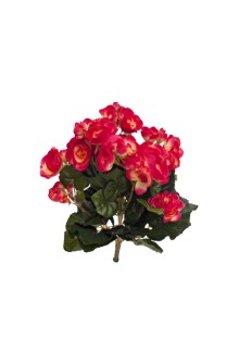 Begonia bush 30cm x54lvsx72fls   purple   6/72