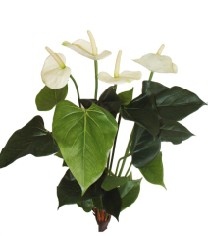 Anthurium bush 56cm x23lvsx4flrs cream green 6/24