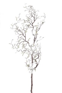 Hazelnut tortuosa branch large  112cm  6/60