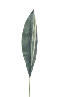 Aspidistra leaf  81cm   72/864