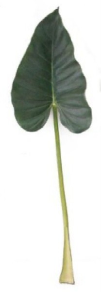 Elephant ear leaf 111cm   6/72