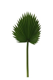 Chamaerops leaf PU 94cm   12/72