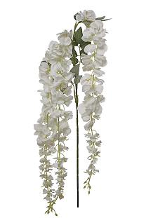 Wisteria branch x3 groups flrs 60cm cream 60/240