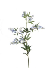 Syringa   lavender/cream   12/144