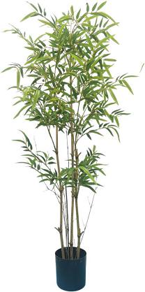 Bamboo x 4 potted  120cm  0/4