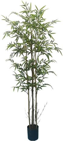 Bamboo x 5 potted  150cm  0/4