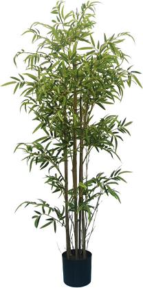 Bamboo x 6 potted  180cm  0/4