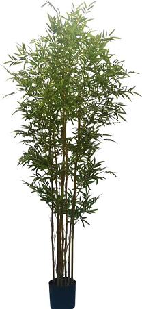 Bamboo x 7 potted  210cm  0/4