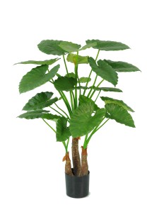 Alocasia calidora 20 lvs , 2 buds 120cm 0/2