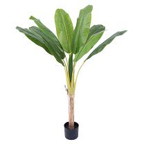 Banana tree single  120cm   0/6