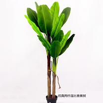 Banana tree single  150cm   0/4