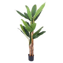 Banana tree single  180cm   0/4