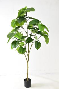 Banyan Heartleaf tree  x64lvs   200cm   0/2