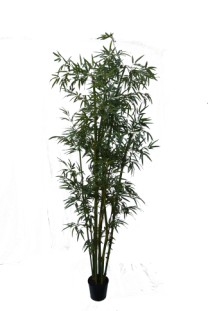 Bamboo tree 240cm x6x1860lvs   green   1/2