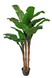 Banana tree set x3 no pot 235cm  /6