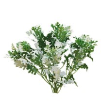 Dusty miller bush x9   12/144