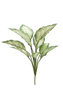 Chinese evergreen bushx9lvs 43cm cream/gre  12/120