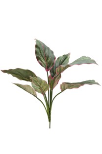 Chinese evergreen bushx9lvs 43cm green/red  12/120