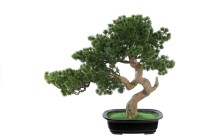 Bonsai mini pine 80cm   0/8