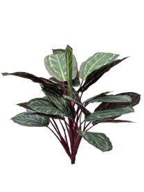 Calathea bush x17lvs  40cm green/burg 24/192