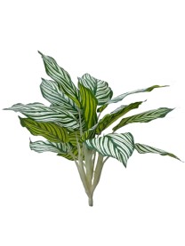 Calathea bush x17lvs  40cm green/white 16/192