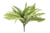 Boston fern x23lvs  48cm   10/300