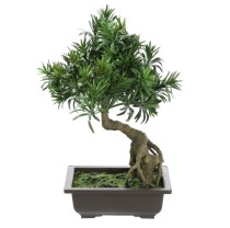 Bonsai Podocarpus   40cm   0/6