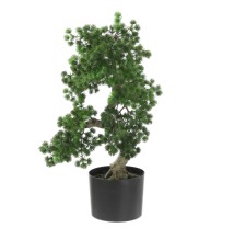 Bonsai mini pine  40cm   0/4