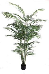 Areca palm tree x6tr, x1017 lvs 240cm  0/2